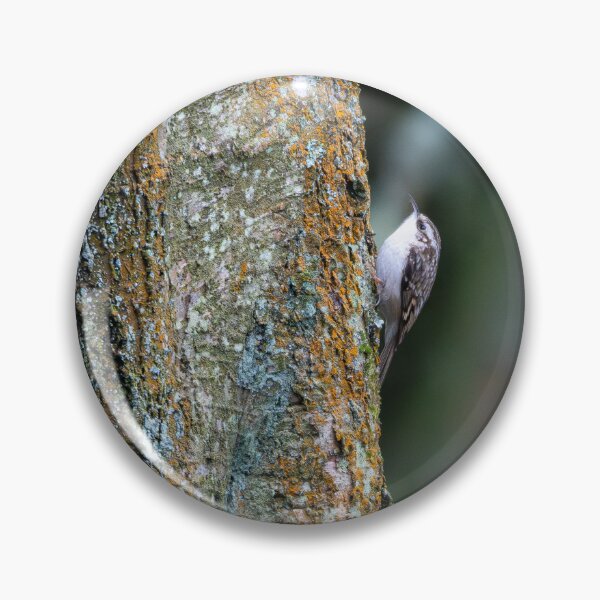 Item preview, Eurasian treecreeper (Certhia familiaris) designed and sold by Stephen Jarman.