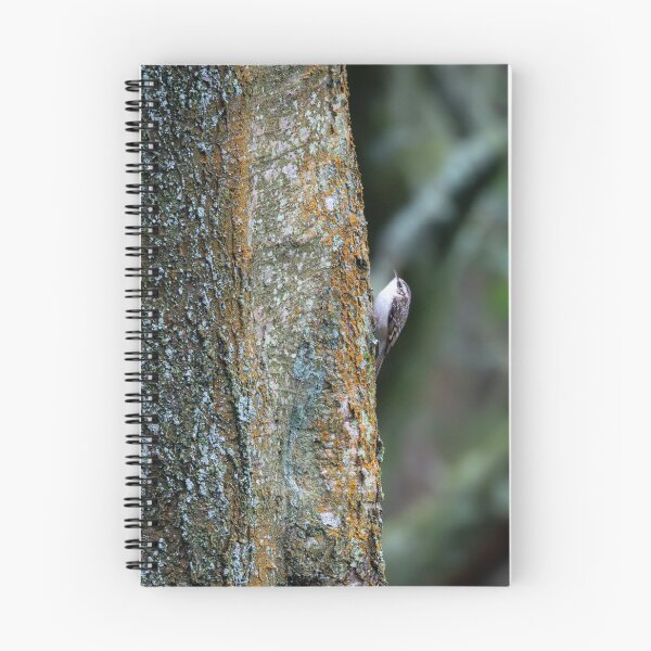 Item preview, Eurasian treecreeper (Certhia familiaris) designed and sold by Stephen Jarman.