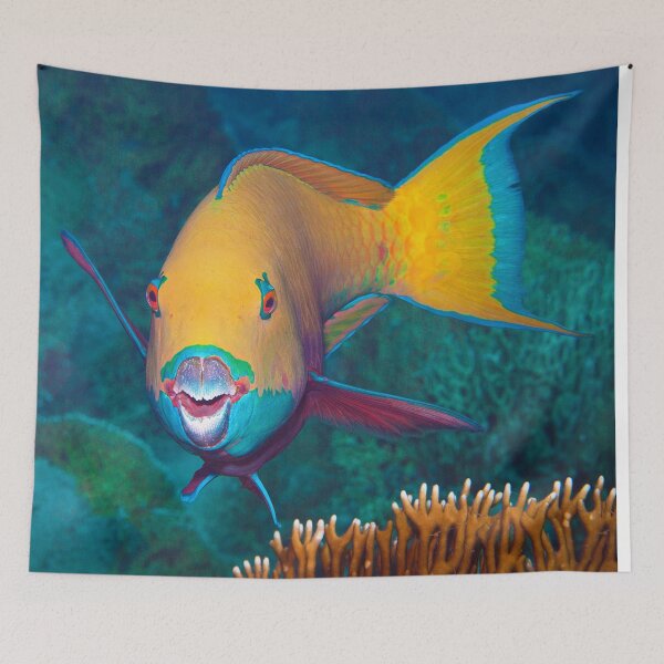 Item preview, Colorful Parrotfish * Close-up Underwater Photography |  designed and sold by Photo & Design Ute Niemann.