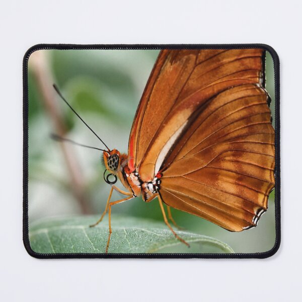 Item preview, Julia Butterfly on a Green Leaf designed and sold by Kimberly Palmer.