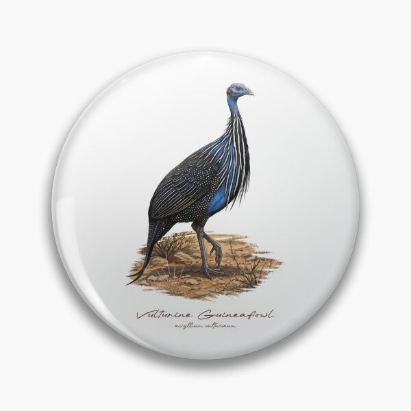 Item preview, Vulturine Guineafowl on Dried Land Bird Illustration designed and sold by Takeda-art.