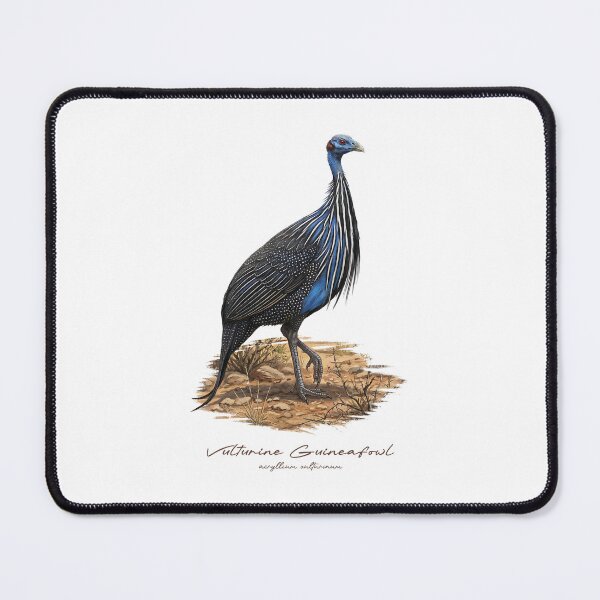 Item preview, Vulturine Guineafowl on Dried Land Bird Illustration designed and sold by Takeda-art.