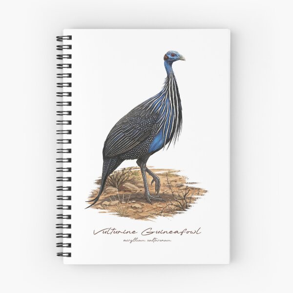 Item preview, Vulturine Guineafowl on Dried Land Bird Illustration designed and sold by Takeda-art.