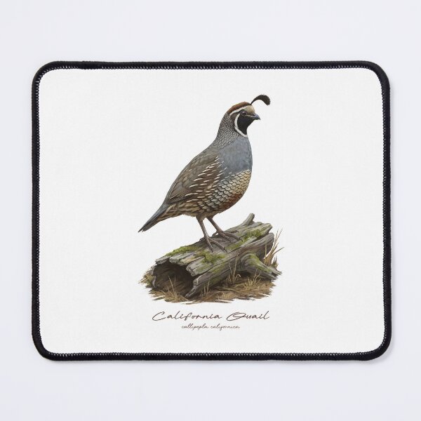 Item preview, California Quail on Mossy Log Bird Illustration designed and sold by Takeda-art.