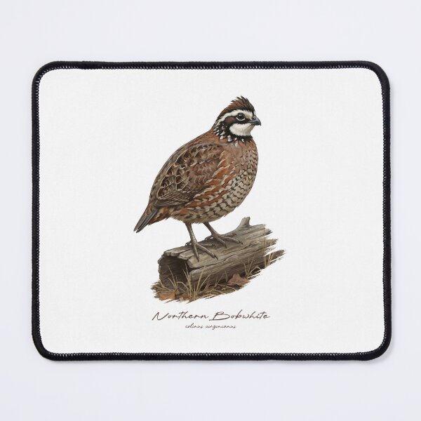 Item preview, Northern Bobwhite on Dried Wooden Log Bird Illustration designed and sold by Takeda-art.