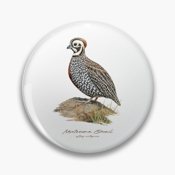 Item preview, Montezuma Quail on Rock Bird Illustration designed and sold by Takeda-art.
