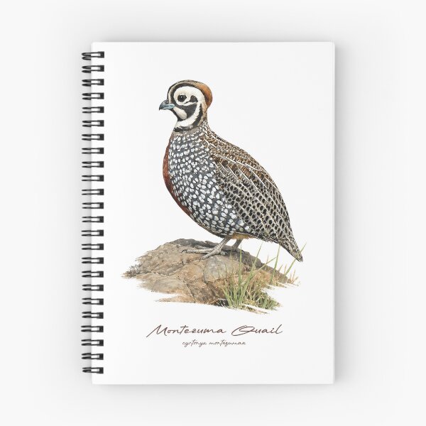 Item preview, Montezuma Quail on Rock Bird Illustration designed and sold by Takeda-art.
