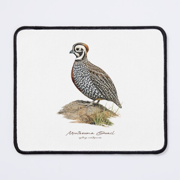 Item preview, Montezuma Quail on Rock Bird Illustration designed and sold by Takeda-art.