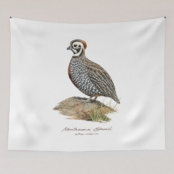 Item preview, Montezuma Quail on Rock Bird Illustration designed and sold by Takeda-art.