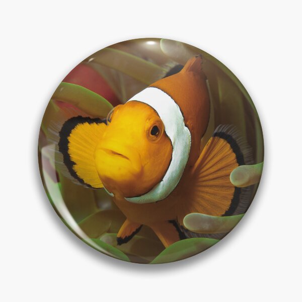 Item preview, Curious Clownfish in Green Anemone * Raja Ampat Photo |  designed and sold by Photo & Design Ute Niemann.