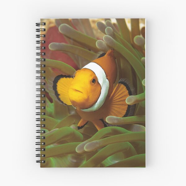 Item preview, Curious Clownfish in Green Anemone * Raja Ampat Photo |  designed and sold by Photo & Design Ute Niemann.