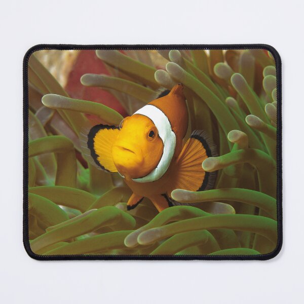 Item preview, Curious Clownfish in Green Anemone * Raja Ampat Photo |  designed and sold by Photo & Design Ute Niemann.