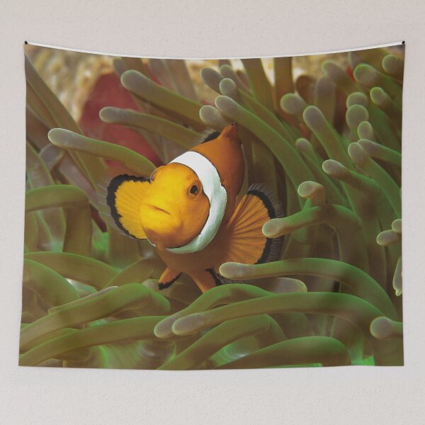 Item preview, Curious Clownfish in Green Anemone * Raja Ampat Photo |  designed and sold by Photo & Design Ute Niemann.