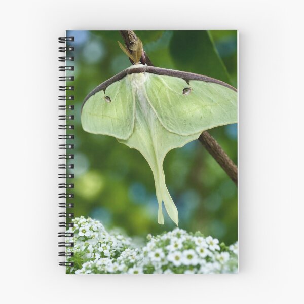 Item preview, Luminous Luna Moth in a Spring Garden designed and sold by Kimberly Palmer.