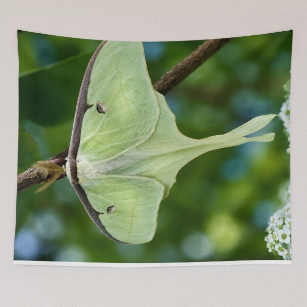 Item preview, Luminous Luna Moth in a Spring Garden designed and sold by Kimberly Palmer.