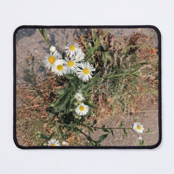 Item preview, Wildflowers, daisies along the path designed and sold by PhuongVoArt.