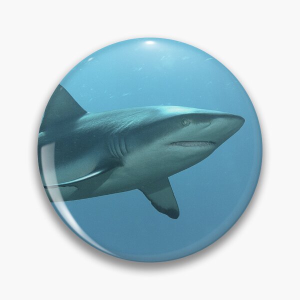 Item preview, Majestic Grey Reef Shark at Vertigo * Sunlit Pacific Photo |  designed and sold by Photo & Design Ute Niemann.