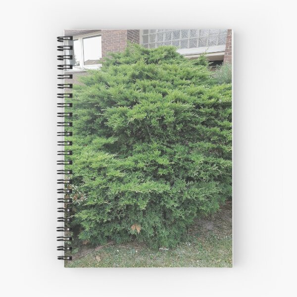 Item preview, Green juniper bush in the garden designed and sold by PhuongVoArt.