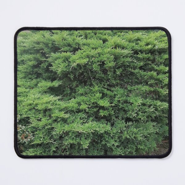 Item preview, Green juniper bush in the garden designed and sold by PhuongVoArt.