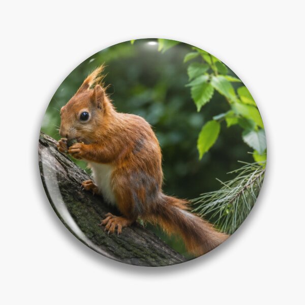 Item preview, Curious Red Squirrel on a Log designed and sold by Astute-Artio-Photography.