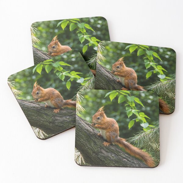 Item preview, Curious Red Squirrel on a Log designed and sold by Astute-Artio-Photography.