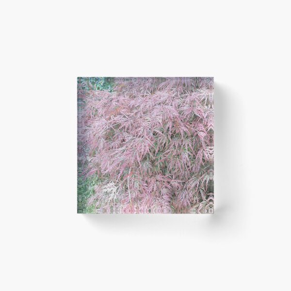 Item preview, Japanese maple with pale pink leaves designed and sold by PhuongVoArt.