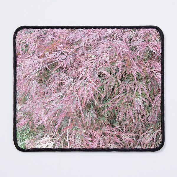 Item preview, Japanese maple with pale pink leaves designed and sold by PhuongVoArt.