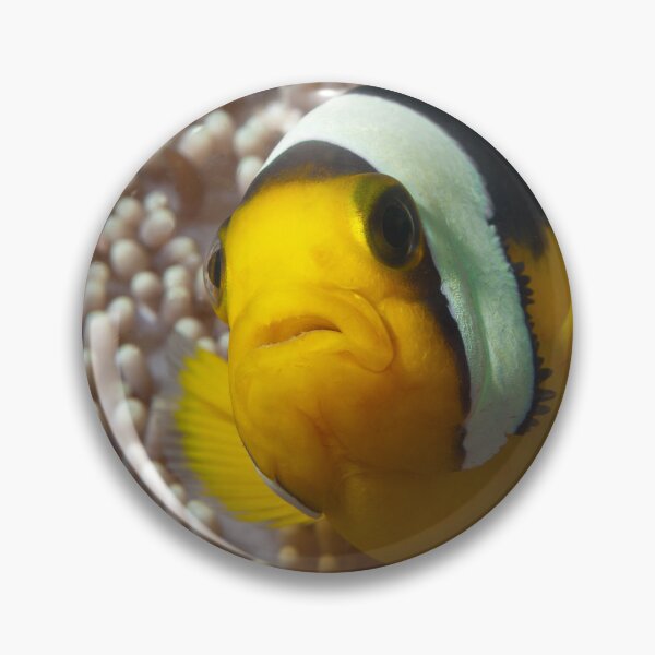 Item preview, Saddleback Clownfish Extreme Close-up * Raja Ampat Photo |  designed and sold by Photo & Design Ute Niemann.