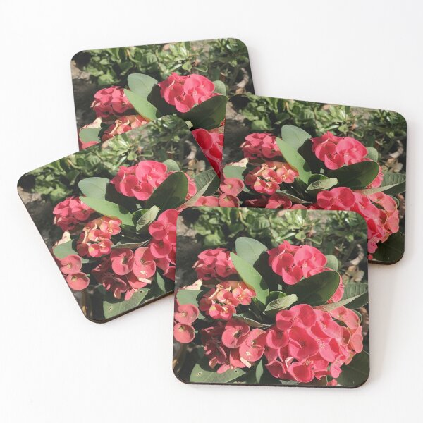 Item preview, Red Christ's thorn blossoms in the garden designed and sold by PhuongVoArt.