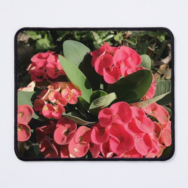 Item preview, Red Christ's thorn blossoms in the garden designed and sold by PhuongVoArt.