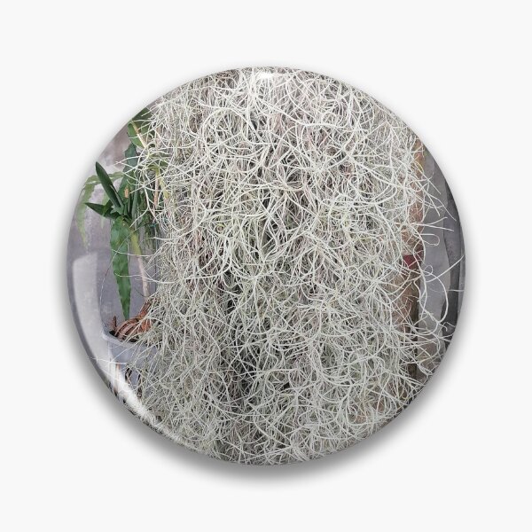 Item preview, Tillandsia usneoides – Spanish moss on the tree designed and sold by PhuongVoArt.