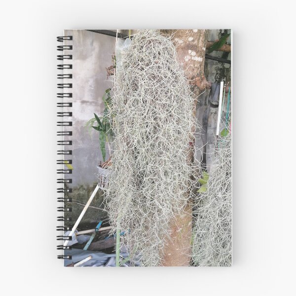 Item preview, Tillandsia usneoides – Spanish moss on the tree designed and sold by PhuongVoArt.