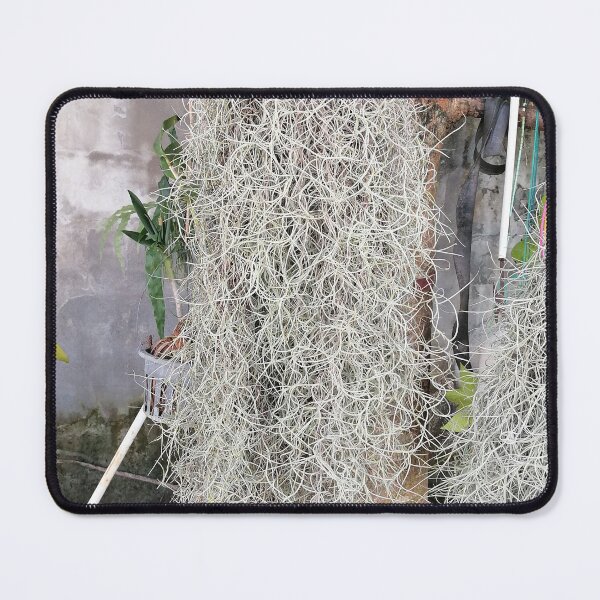 Item preview, Tillandsia usneoides – Spanish moss on the tree designed and sold by PhuongVoArt.