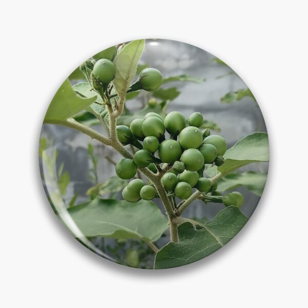 Item preview, Green berries on a wild plant designed and sold by PhuongVoArt.