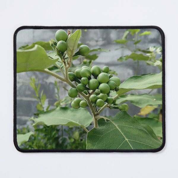 Item preview, Green berries on a wild plant designed and sold by PhuongVoArt.