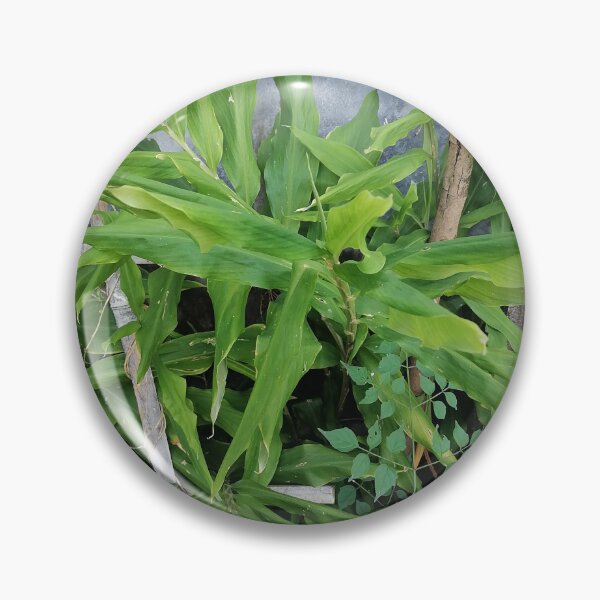 Item preview, Green ginger plant with long leaves designed and sold by PhuongVoArt.