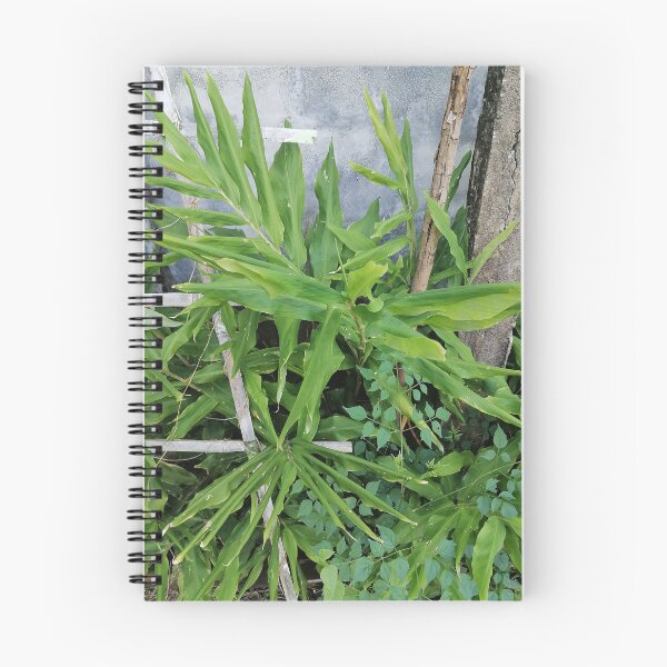 Item preview, Green ginger plant with long leaves designed and sold by PhuongVoArt.