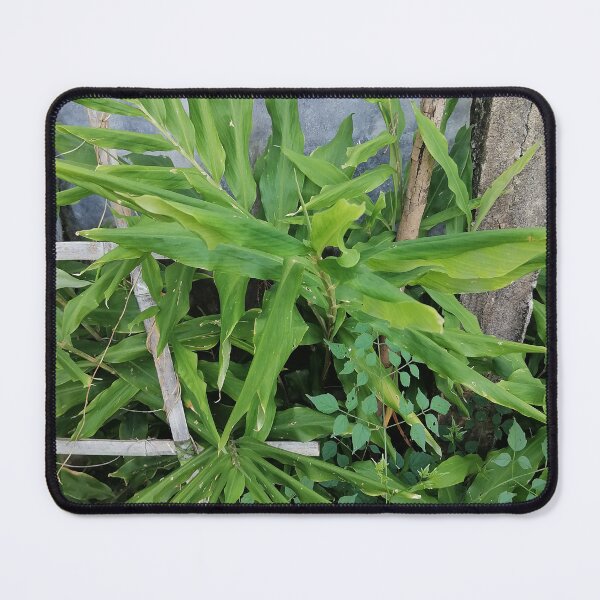 Item preview, Green ginger plant with long leaves designed and sold by PhuongVoArt.