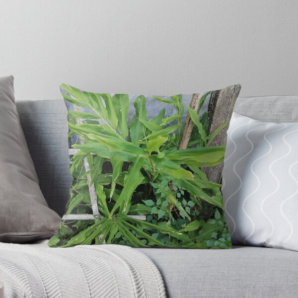 Item preview, Green ginger plant with long leaves designed and sold by PhuongVoArt.