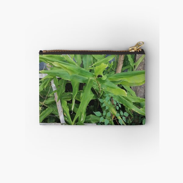 Item preview, Green ginger plant with long leaves designed and sold by PhuongVoArt.
