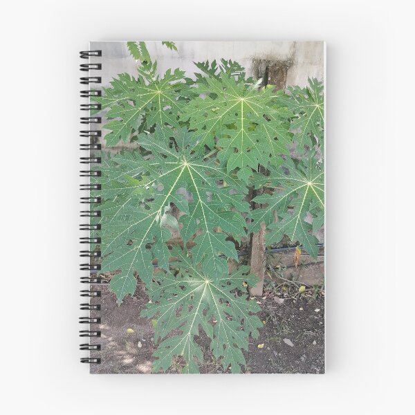 Item preview, Large green papaya leaves in the garden designed and sold by PhuongVoArt.