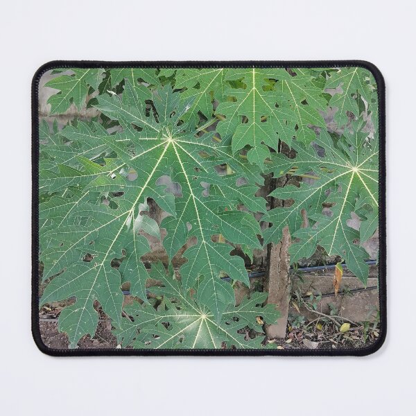 Item preview, Large green papaya leaves in the garden designed and sold by PhuongVoArt.