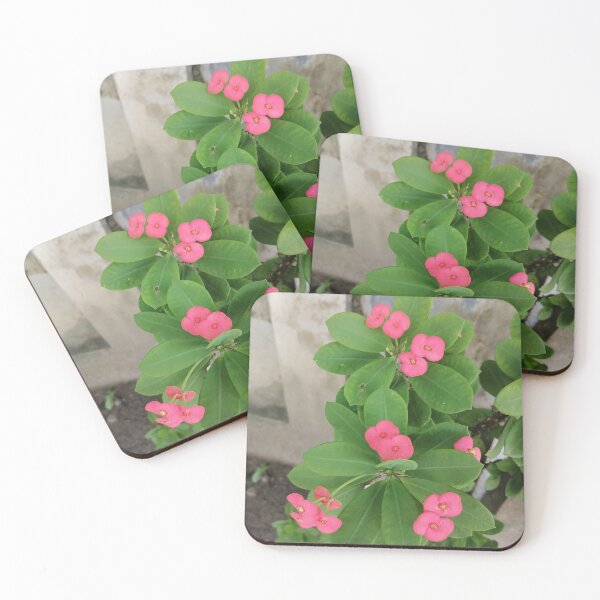 Item preview, Pink Christ's thorn flowers with green leaves designed and sold by PhuongVoArt.