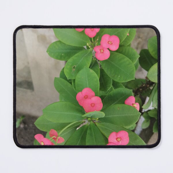 Item preview, Pink Christ's thorn flowers with green leaves designed and sold by PhuongVoArt.