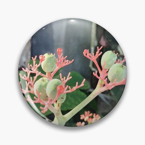 Item preview, Coral-colored flowers and green fruits of the Jatropha designed and sold by PhuongVoArt.