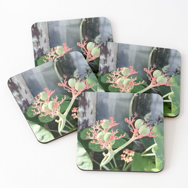 Item preview, Coral-colored flowers and green fruits of the Jatropha designed and sold by PhuongVoArt.