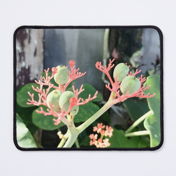 Item preview, Coral-colored flowers and green fruits of the Jatropha designed and sold by PhuongVoArt.
