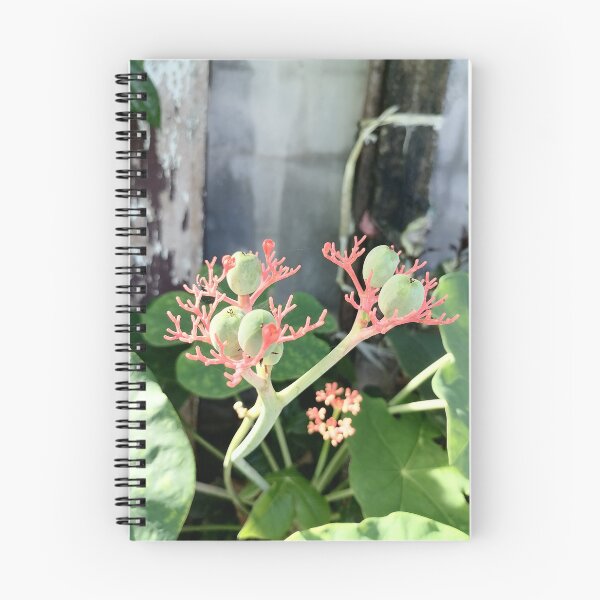 Item preview, Coral-colored flowers and green fruits of the Jatropha designed and sold by PhuongVoArt.