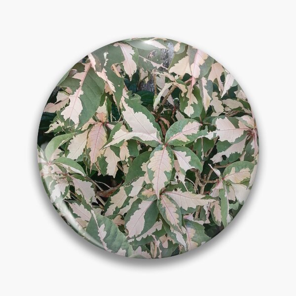 Item preview, Variegated Acalypha with pink and cream-colored leaves designed and sold by PhuongVoArt.