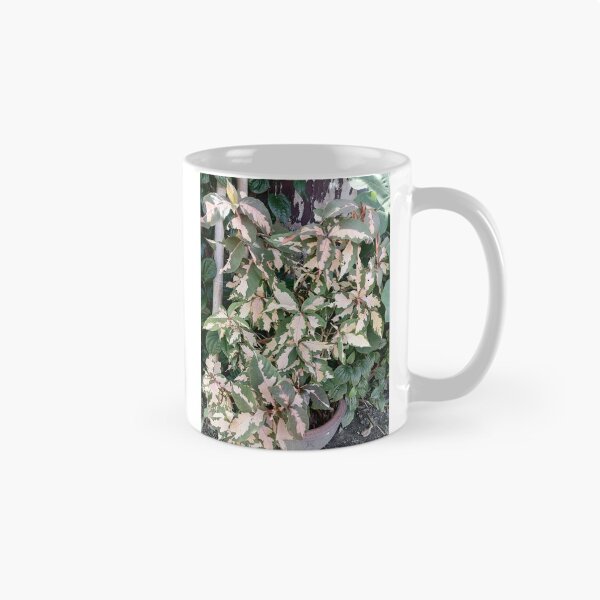 Item preview, Variegated Acalypha with pink and cream-colored leaves designed and sold by PhuongVoArt.